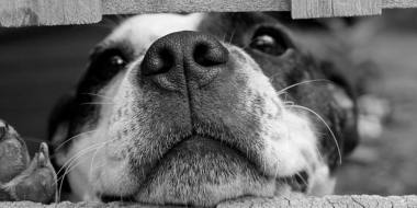 Россиян могут начать штрафовать за самовыгул животных - 2023-05-10 19:05:00 - 2