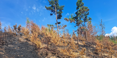 В Печорском районе восстанавливают лес после пожара - 2024-06-01 12:05:00 - 2