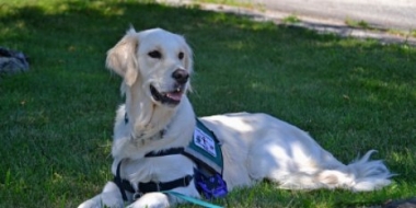 Более 160 кг наркотиков изъято таможней СЗФО при помощи служебных собак - 2021-06-22 11:56:00 - 2