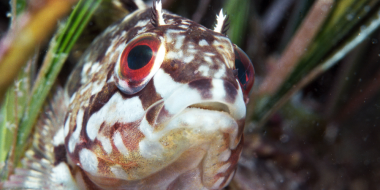 В Дальневосточном морском заповеднике разработана экскурсия для дайверов - 2023-02-19 10:00:00 - 2