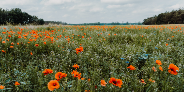 В области продолжается операция «Мак» - 2023-07-18 15:05:00 - 2