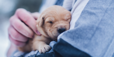 Поставки препаратов для лечения животных в России сильно сократятся - 2023-07-13 19:05:00 - 2