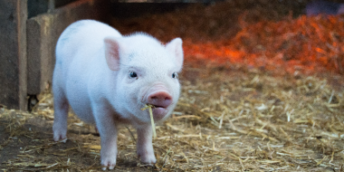 Россиян хотят штрафовать за неправильное обращение с навозом - 2023-01-19 18:05:00 - 2