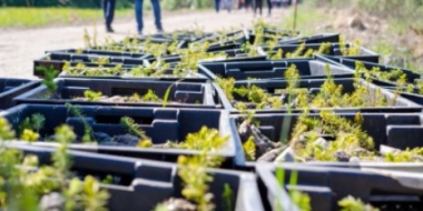 Порядка 29 тыс саженцев ели высадили добровольцы в Псковском районе - 2021-06-06 15:03:00 - 2