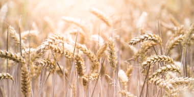 Псковские аграрии засеют более 210 тыс гектаров - 2023-04-07 13:05:00 - 2