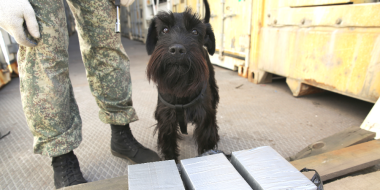 За год служебные собаки таможен СЗФО помогли выявить более тысячи правонарушений - 2024-02-14 16:35:00 - 2