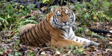 29 июля отмечался Международный день тигра - 2022-07-30 20:00:00 - 2