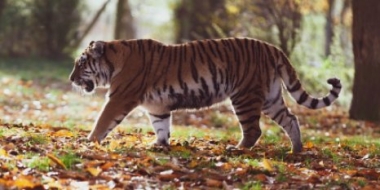 Почта России поможет сохранить популяцию амурского тигра на Дальнем Востоке - 2021-09-14 13:35:00 - 2