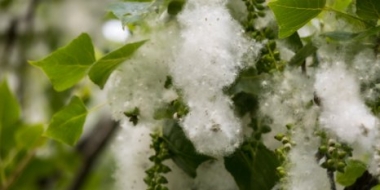 Новые ДНК-маркеры избавят российские города от тополиного пуха - 2021-06-26 19:00:00 - 2