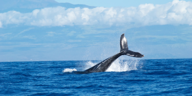 Исландия не будет охотиться на китов - 2023-06-25 09:05:00 - 2