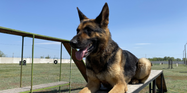 Псковский кинолог представила СЗФО на чемпионате ФТС России - 2023-06-09 10:05:00 - 2