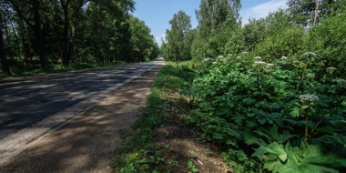 Многодетные семьи могут возместить затраты на обработку земель от борщевика - 2024-03-28 17:05:00 - 2