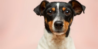 В «Аэрофлоте» снова меняются правила перевозки животных - 2021-06-22 19:30:00 - 2