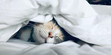 Неожиданную пользу дневного сна обнаружили ученые - 2023-06-24 14:05:00 - 2