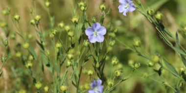 В Пскове состоится презентация музея «Льняная губерния» - 2021-05-14 13:12:00 - 2 В Пскове состоится презентация музея «Льняная губерния» - 2021-05-14 13:12:00 - 2