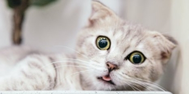 Псковичей будут судить за жестокое обращение с котами - 2021-09-03 18:00:00 - 2