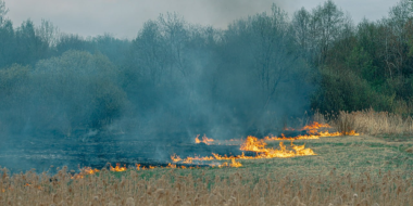 В Псковской области установлен рекорд класса пожарной опасности за май - 2024-06-06 09:05:00 - 2