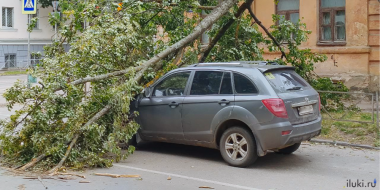 Упавшее вчера дерево до сих пор лежит в центре Великих Лук - 2025-06-30 11:30:00 - 2