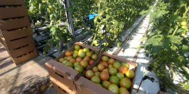 В Псковском округе продолжается модернизация сельского хозяйства - 2025-07-30 15:05:00 - 2