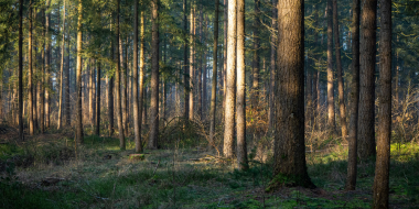 В Великолукском лесничестве нашли нарушение при закупке техники - 2025-10-23 11:35:00 - 2