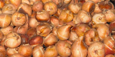 В Псковской области обнаружен карантинный вредитель в тюльпанах - 2025-10-31 17:05:00 - 2 В Псковской области обнаружен карантинный вредитель в тюльпанах - 2025-10-31 17:05:00 - 2