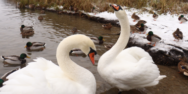 Лебеди собрались на зимовку в Изборске - 2025-11-24 12:35:00 - 2