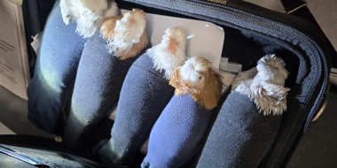 Живых птиц в носках обнаружили псковские таможенники - 2025-12-04 11:35:00 - 2