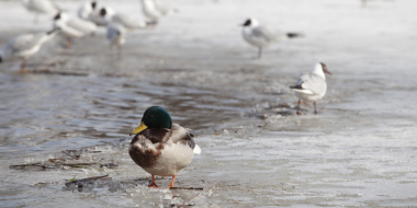 С 25 декабря в Великих Луках действует запрет выхода на лед - 2025-12-26 10:05:00 - 2