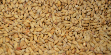 В Псковской области выявили нарушения при декларировании зерна - 2026-01-07 19:05:00 - 2