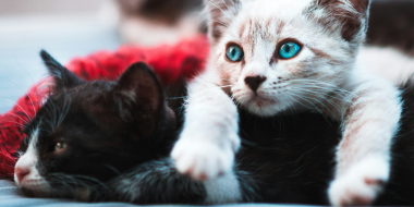 Владельцев кошек и собак обяжут чипировать питомцев и ставить на учёт - 2026-01-16 18:35:00 - 2