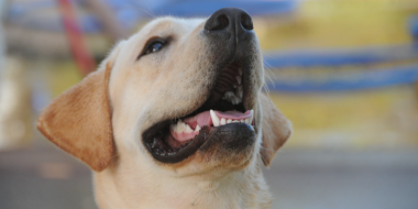 «Собачий» бюджет на год. На что стоит отложить деньги - 2026-01-18 13:05:00 - 2