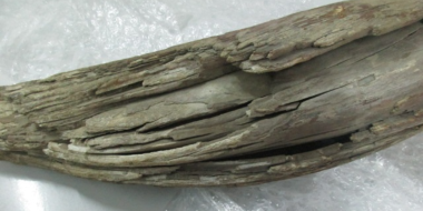 Псковские таможенники изъяли у водителя бивень мамонта - 2026-01-20 16:35:00 - 2