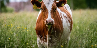 В Псковской области определены лидеры молочного производства - 2026-01-21 09:35:00 - 2