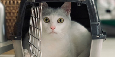 У россиян будут отбирать домашних животных при жестоком обращении с питомцами - 2026-02-03 19:05:00 - 2