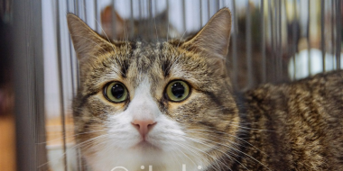 Великолукские осужденные оказали помощь зооприютам - 2026-02-10 12:35:00 - 3