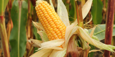 В школах усиливают аграрную профориентацию - 2026-02-23 11:05:00 - 2