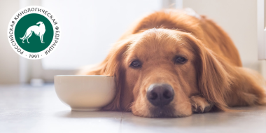 Кинологи рассказали, как понять, что собаке одиноко - 2026-02-28 10:05:00 - 2