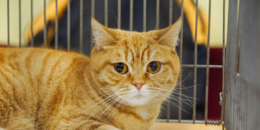 Великолучан приглашают принять участие в акции и помочь бездомным животным - 2026-03-03 10:35:00 - 2