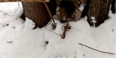 Пятнадцать капканов сняли инспекторы на территории Полистовского заповедника - 2026-03-05 11:35:00 - 2