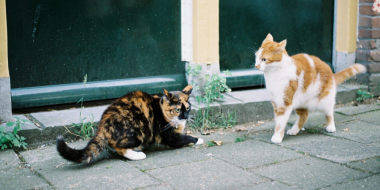 В Совфеде предложили увеличить штрафы за жестокое обращение с животными - 2026-03-12 18:35:00 - 2
