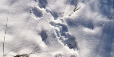 В Полистовском заповеднике пересчитали животных - 2026-03-13 16:05:00 - 2