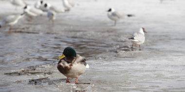В МЧС Псковской области рассказали о погоде и ледовой разведке - 2026-03-16 12:05:00 - 2