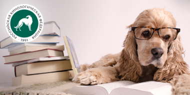 Опрошенные россияне отмечают рост цен на содержание собак - 2026-03-22 09:05:00 - 2