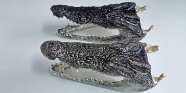 Россиянина с головами крокодилов задержали таможенники - 2026-03-28 09:05:00 - 2