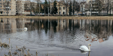 В Великих Луках на Ловати появились лебеди - 2026-04-01 11:05:00 - 2