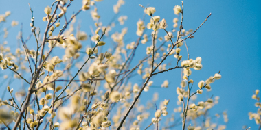 Сегодня Вербное Воскресенье - 2026-04-05 09:05:00 - 2