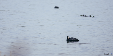 На одном из водоёмов на выезде из Великих Лук заметили лысух и большую поганку - 2026-04-05 17:05:00 - 2