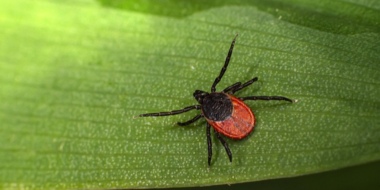 Роспотребнадзор проведет горячую линию по профилактике клещевого энцефалита - 2026-04-25 19:05:00 - 2