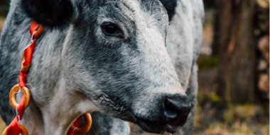 Ферма голубой коровы стала победителем премии «Маршрут построен» - 2026-04-23 14:35:00 - 2