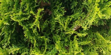 В Острове, у мемориала героям-чернобыльцам высадили туи - 2026-04-28 09:35:00 - 2